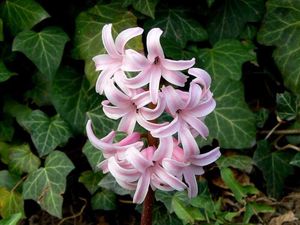 Hyacint východní (Hyacinthus orientalis)