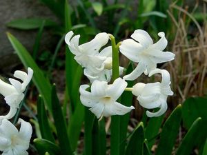 Hyacint východní (Hyacinthus orientalis)