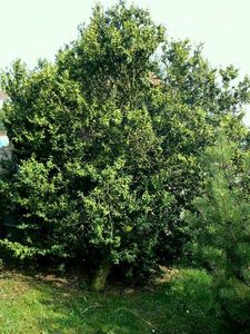 Zimostráz vždyzelený (krušpánek) (Buxus sempervirens)