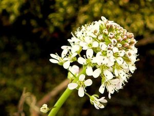 Penízek prorostlý (Thaspi perfoliatum)