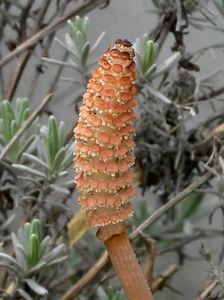 Přeslička rolní (Equisetum arvense )