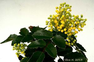 Mahónie cesmínolistá (Mahonia aguifolium)