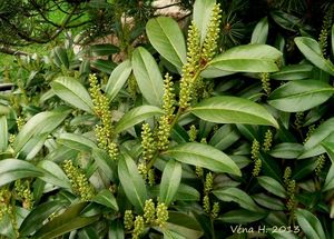 Bobkovišeň lékařská (Prunus laurocerasus)