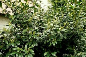Bobkovišeň lékařská (Prunus laurocerasus)