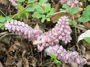 Podbílek šupinatý (Lathraea squmaria)