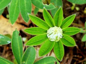 Lupina mnoholistá (Lupinus polyphyllus)