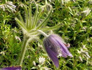 Koniklec velkokvětý (Pulsatilla grandis)