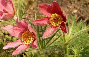 Koniklec velkokvětý (Pulsatilla grandis)