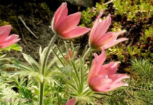 Koniklec velkokvětý (Pulsatilla grandis)