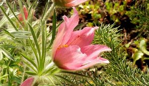 Koniklec velkokvětý (Pulsatilla grandis)