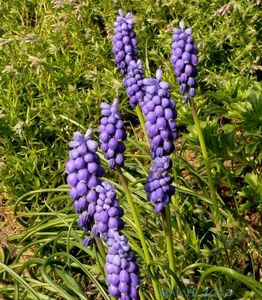 Modřenec arménský (Muscari Armeniacum)