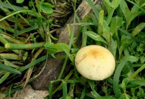 Polnička raná - Agrocybe praecox  (Pers.) Fayod 1889