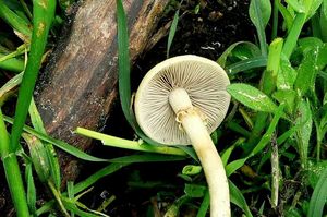 Polnička raná - Agrocybe praecox  (Pers.) Fayod 1889