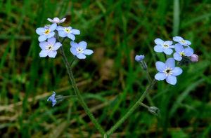 Pomněnka hajní (Myosotus nemorosa)