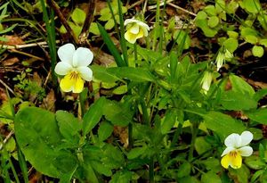 Viola trojbarevná (Viola tricolor)