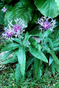 Chrpa horská (Centaurea montana)