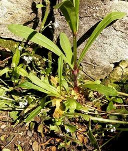 Kohoutek luční (Lychnis flos - cuculi)