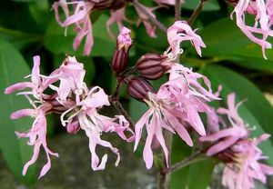 Kohoutek luční (Lychnis flos - cuculi)