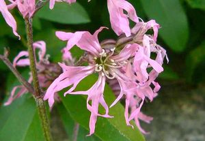 Kohoutek luční (Lychnis flos - cuculi)