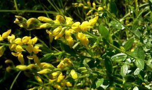 Kručinka německá (Genista germanica L.)