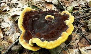 Hnědák Schweinitzův - Phaeolus schweinitzii (Fr.) Pat. 1900