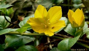 Vrbina penízková (Lysimachia nummularia)