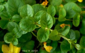 Vrbina penízková (Lysimachia nummularia)