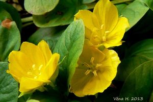 Vrbina penízková (Lysimachia nummularia)