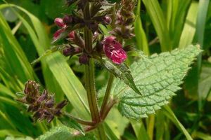 Čistec lesní (Stachys sylvatica)