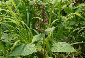 Čistec lesní (Stachys sylvatica)