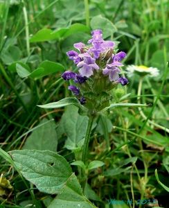 Černohlávek obecný (Prunella vulgaris)