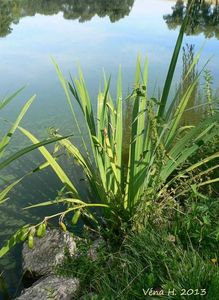 Kosatec žlutý (Iris pseudacorus L.)