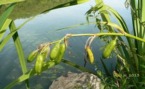 Kosatec žlutý (Iris pseudacorus L.)