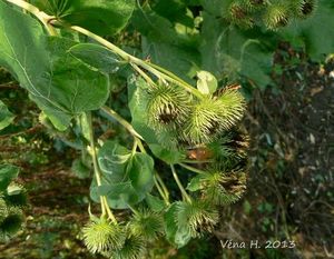 Lopuch  (Arctium )