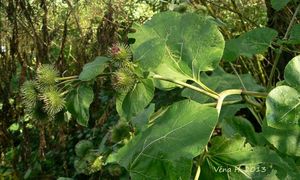 Lopuch  (Arctium )