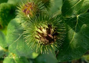 Lopuch  (Arctium )