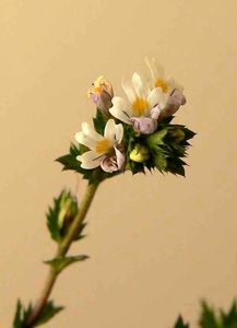 Světlík lékařský (Euphrasia rostkoviana)