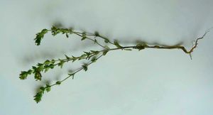 Světlík lékařský (Euphrasia rostkoviana)