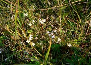 Světlík lékařský (Euphrasia rostkoviana)