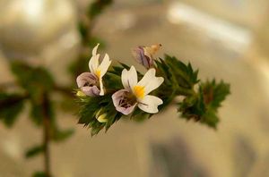 Světlík lékařský (Euphrasia rostkoviana)