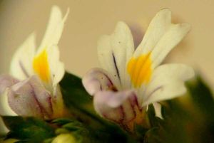 Světlík lékařský (Euphrasia rostkoviana)