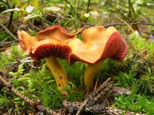 Klikni pro velký obrázek