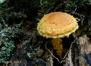 Šupinovka ohnivá - Pholiota flammans