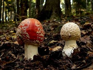 Muchomůrka červená - Amanita muscaria (L.) Lam. 1783