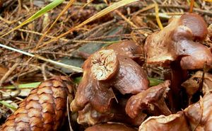 Klikni pro velký obrázek