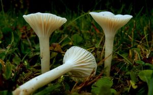 Voskovka panenská - Hygrocybe virginea