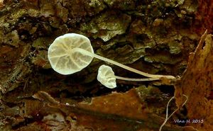 Špička listová - Marasmius epiphyllus (Pers.) Fr.