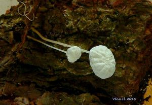 Špička listová - Marasmius epiphyllus (Pers.) Fr.