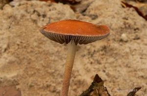 Lysohlávka plavá - Leratiomyces squamosus var.thraustus (Kalchbr