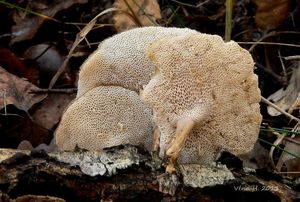 Choroš plástvový - Polyporus arcularius